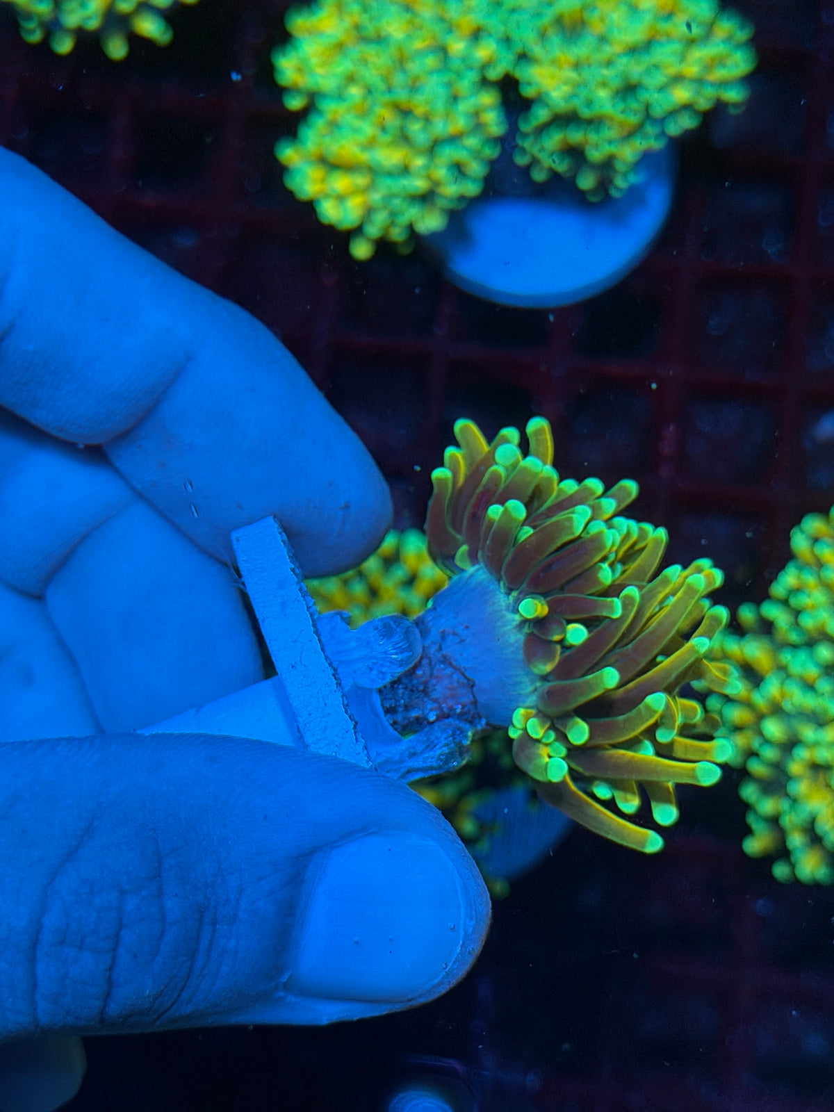 JEA Malaysian Sun God Torch Coral 1 Head XL 10/21