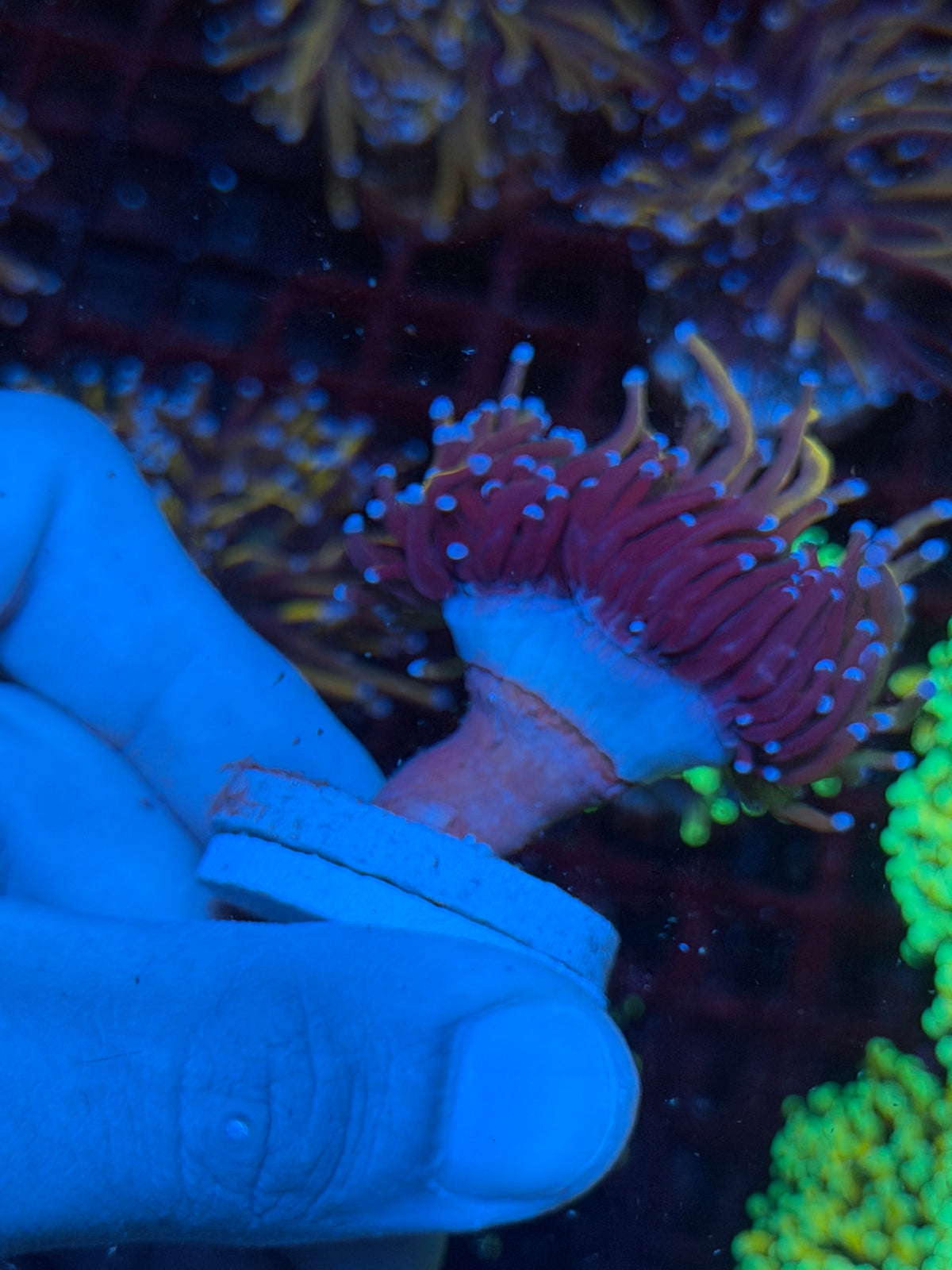JEA Orange Peel Torch Coral 2 Heads Splitting XL 10/24