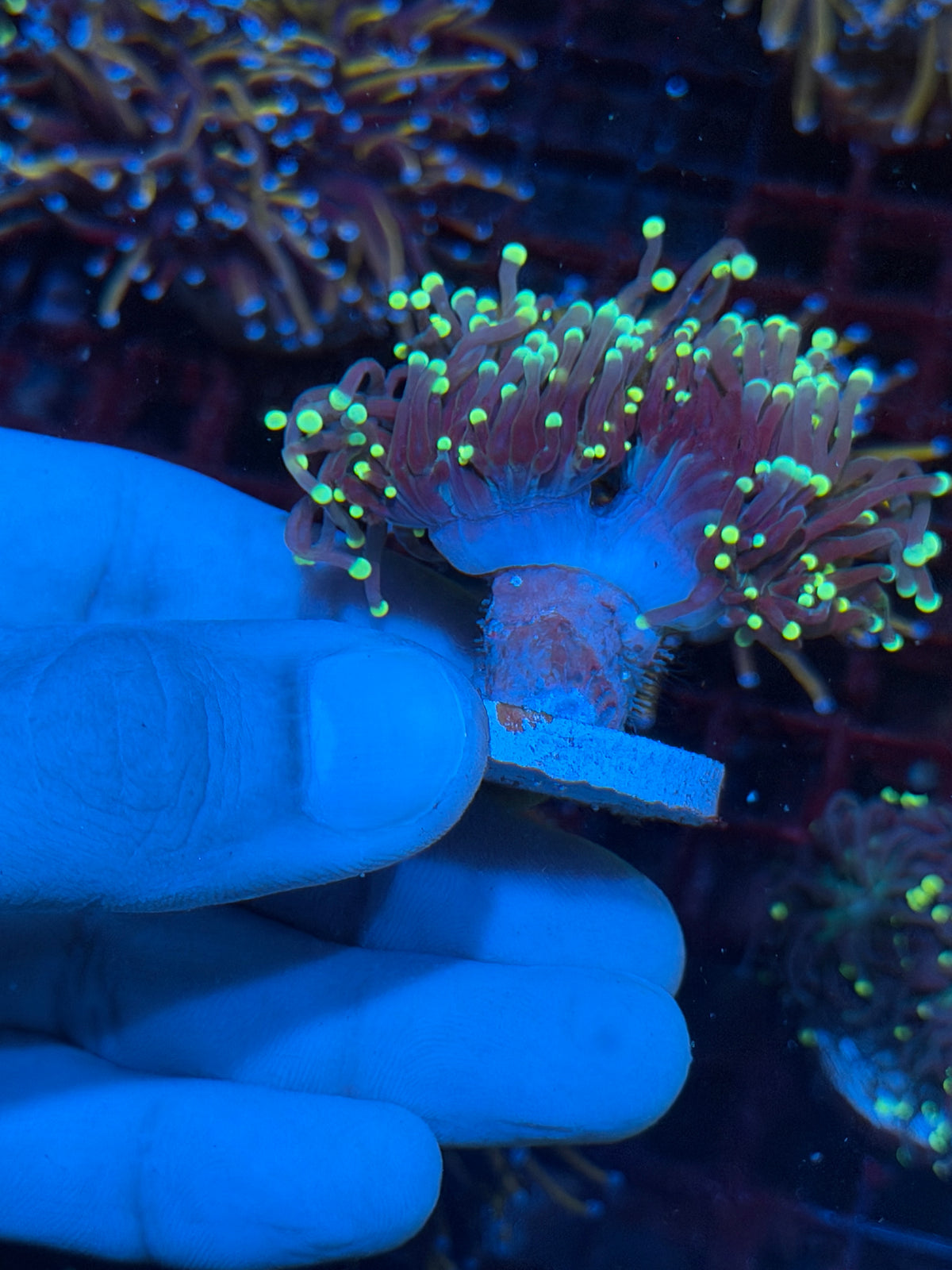 JEA Fire Fly Torch Coral 2 Heads XL 10/20