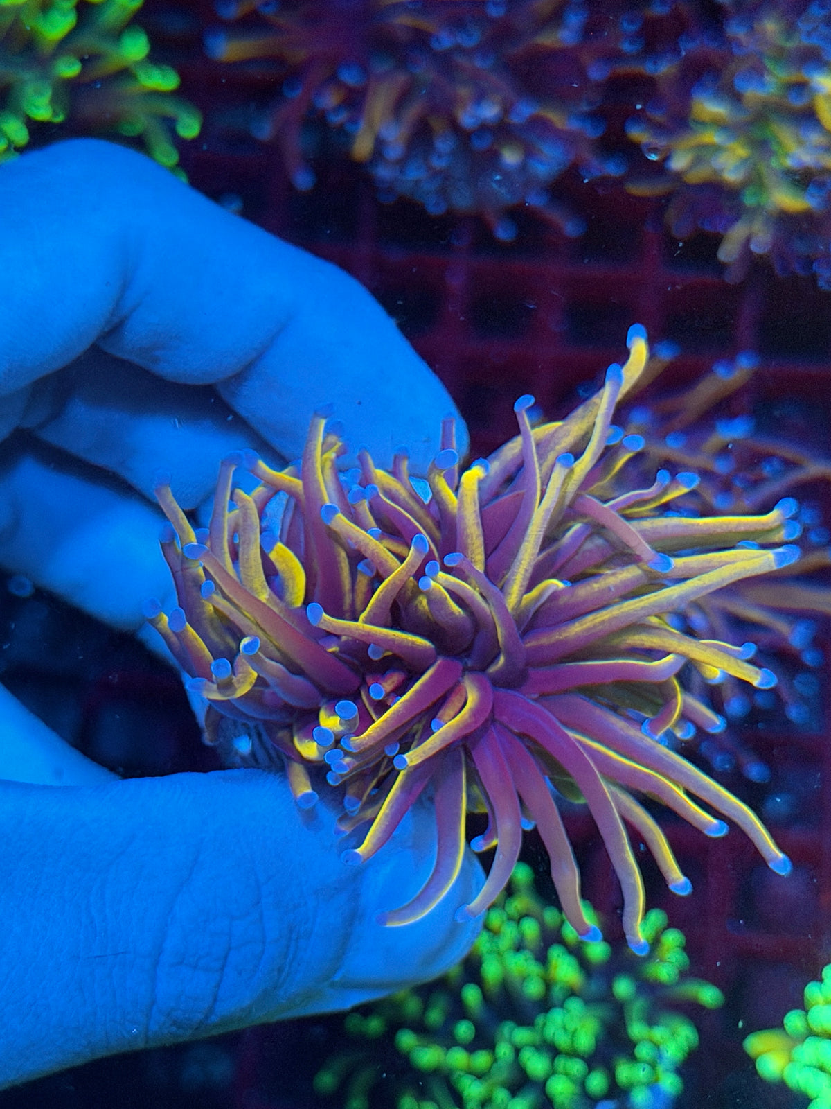 JEA Orange Peel Torch Coral Splitting 2 Heads XL 10/21