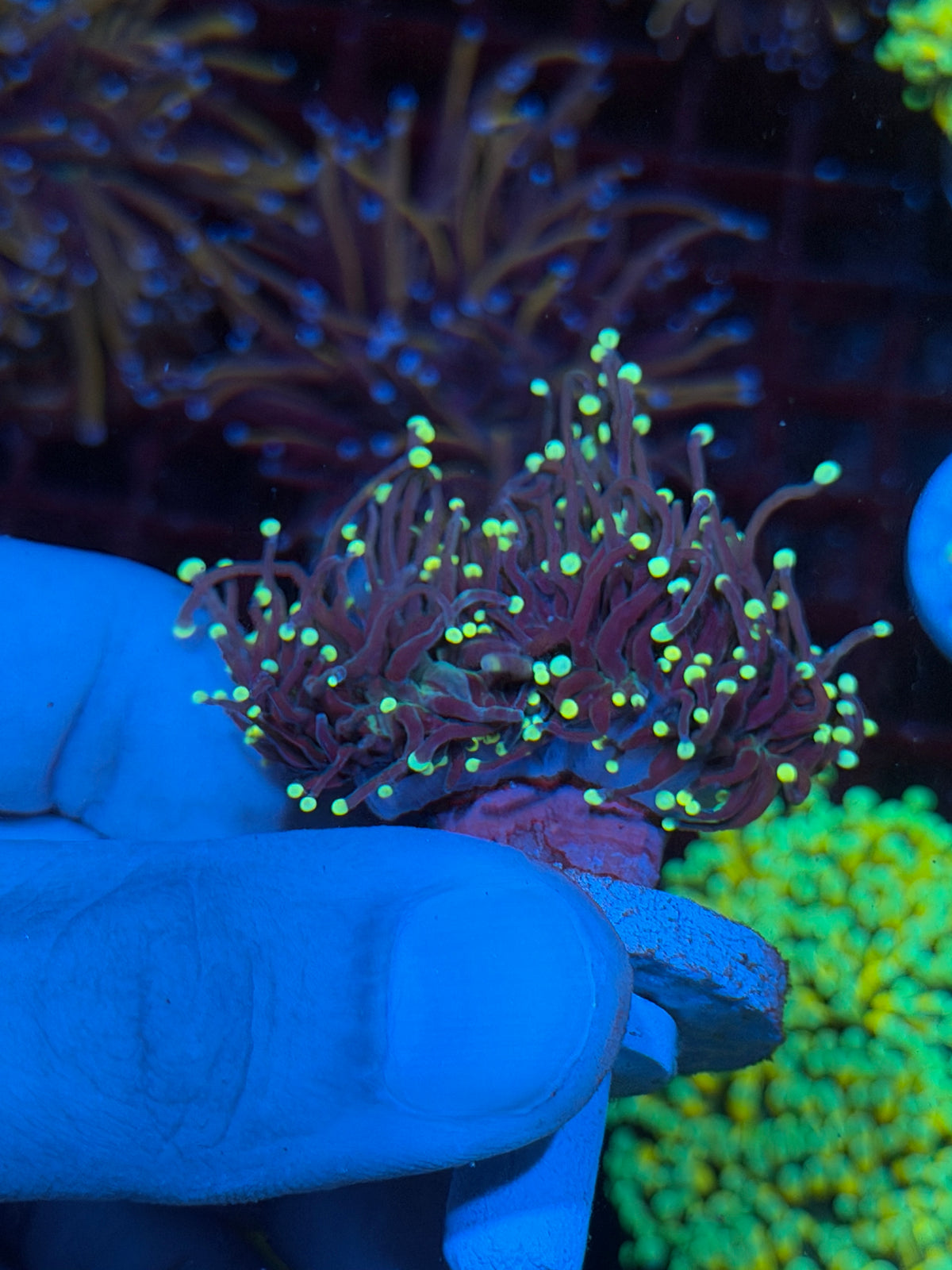 JEA Firefly Torch Coral 2 Heads XL 10/25