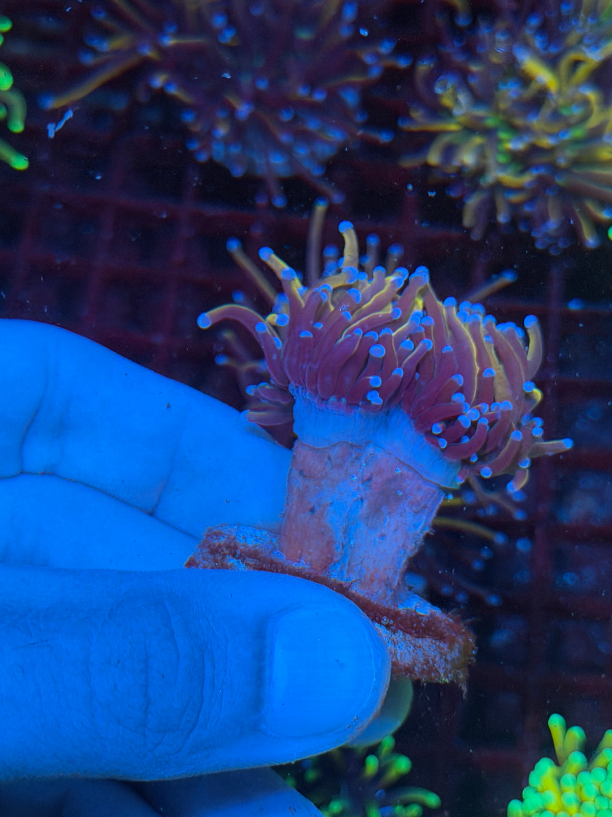 JEA Orange Peel Torch Coral 2 Heads 10/24