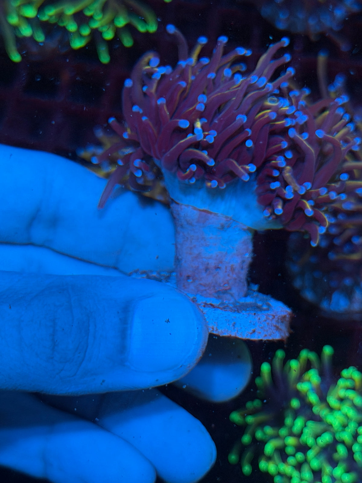 JEA Orange Peel Torch Coral 2 Heads Splitting 10/21