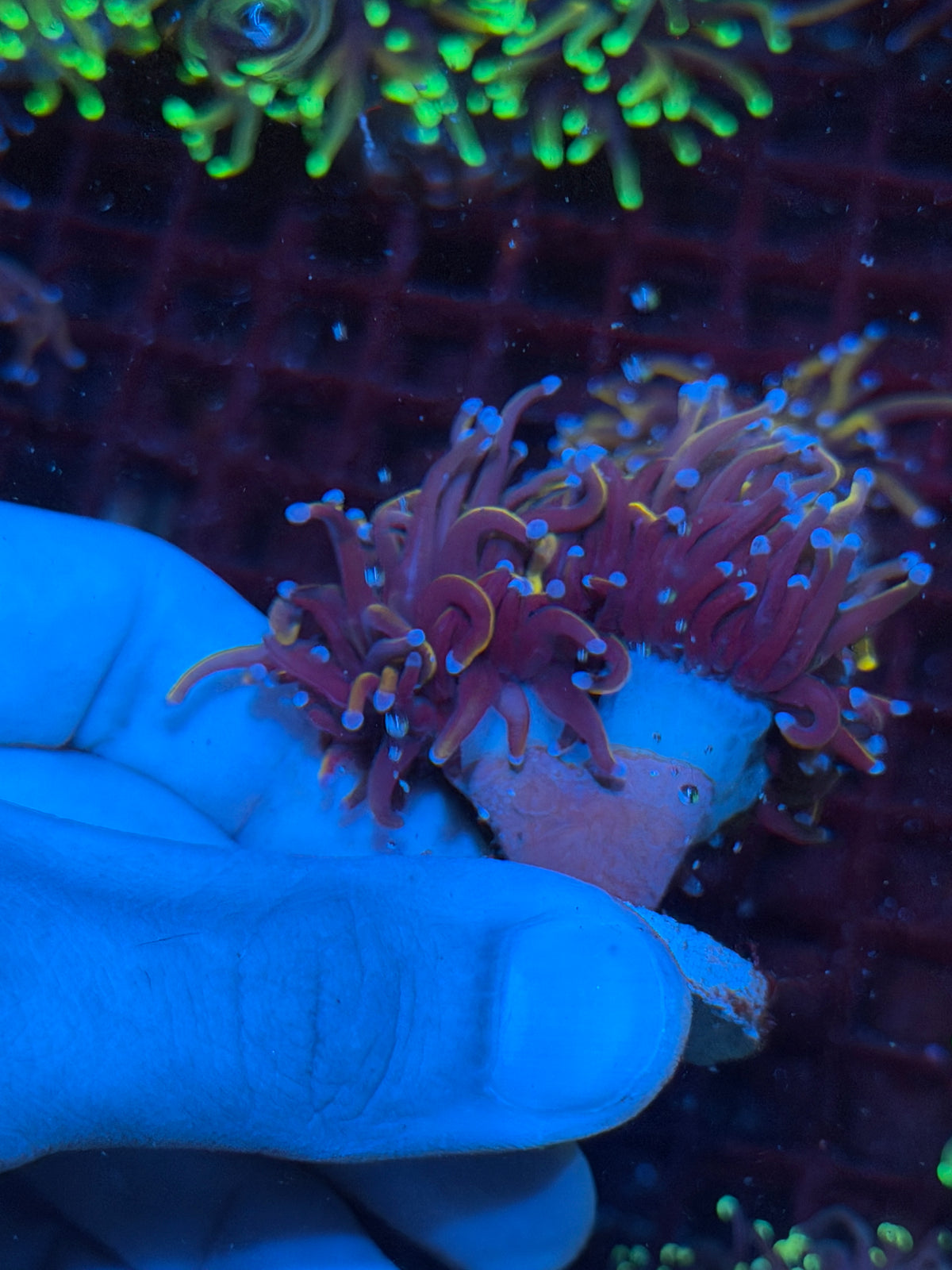 JEA Orange Peel Torch Coral 3 Heads Splitting XXL 10/20