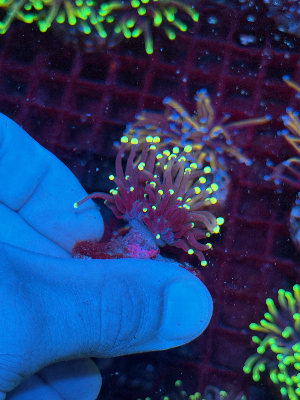 JEA Firefly Torch Coral 1 Head 10/24
