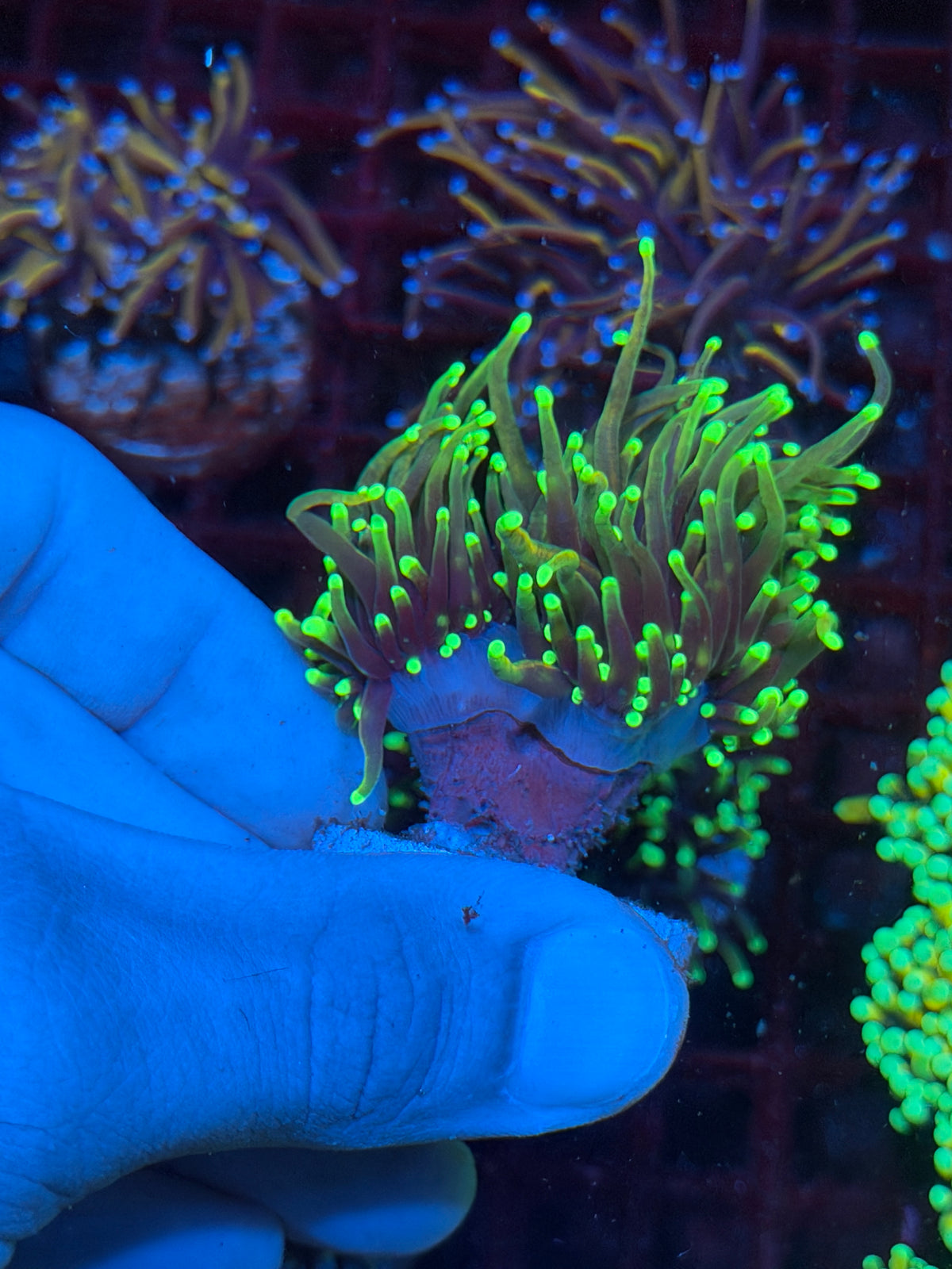 JEA Dragon Fire Torch Coral 2 Heads Splitting XL 10/25