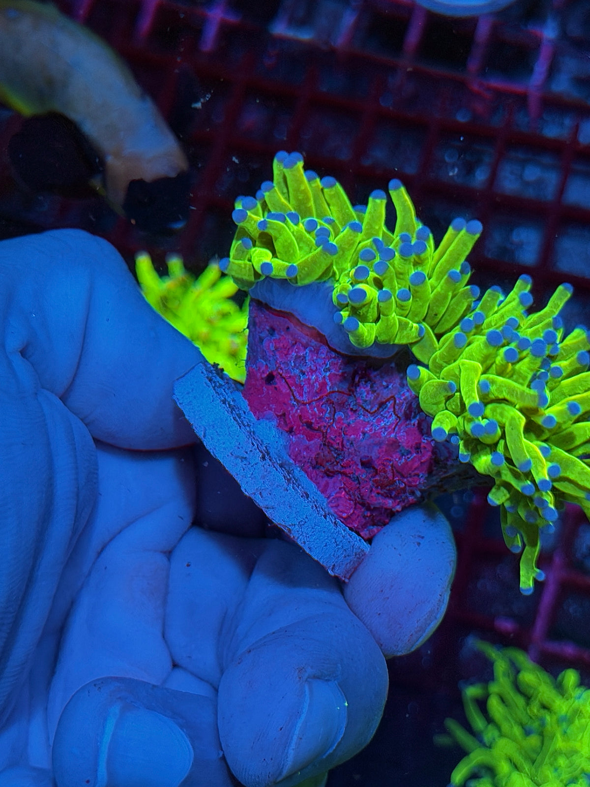 JEA Malaysian Holy Grail Torch Coral 2 Heads XXL 10/25