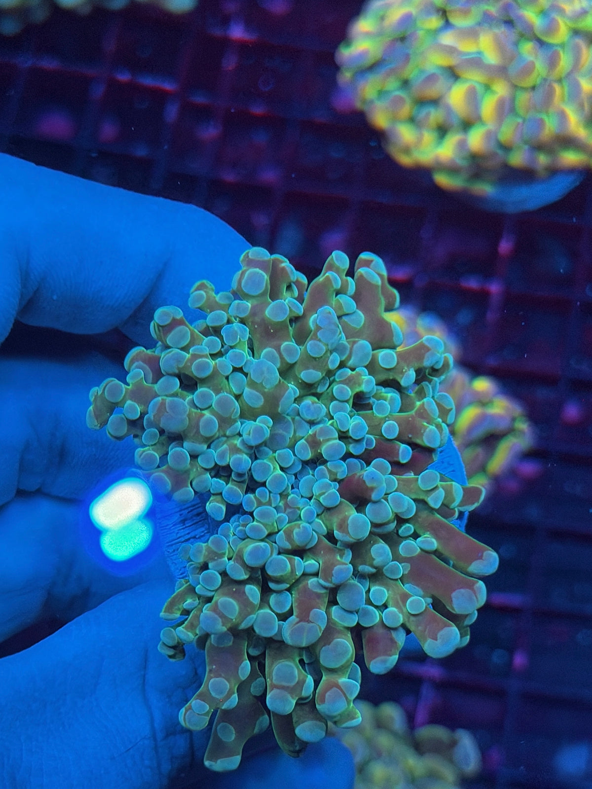 JEA Holy Relic Frogspawn Coral 2 heads XL 10/25