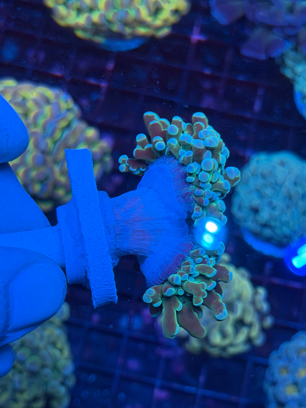 JEA Holy Relic Frogspawn Coral 2 heads XL 10/25