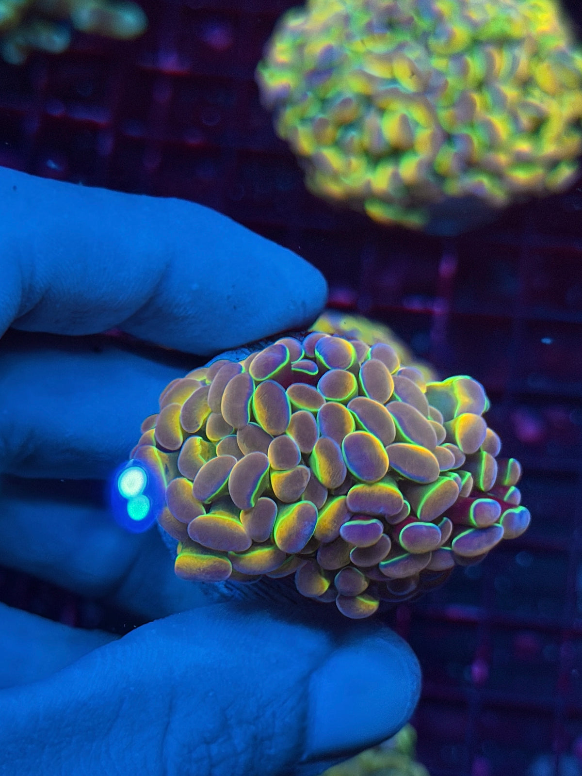 JEA Rainbow Dreams Hologram Hammer Coral Splitting to 2 Heads 10/21