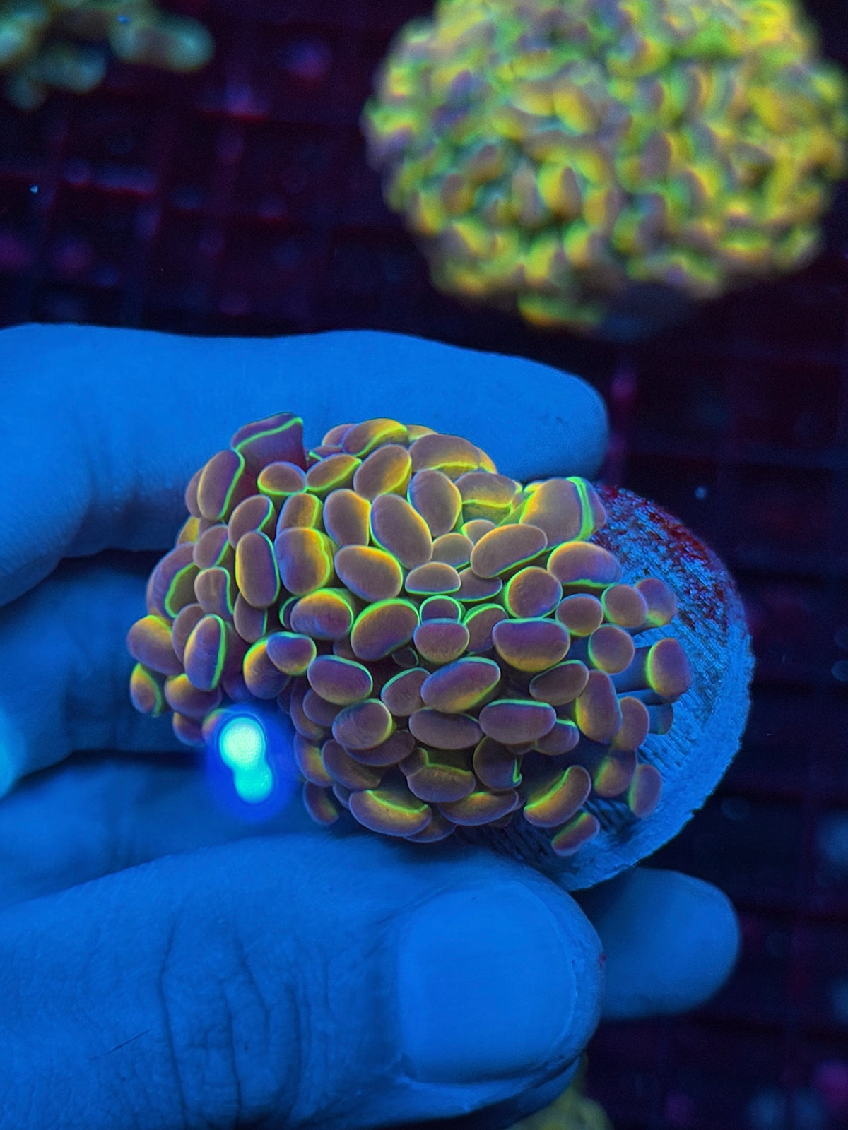 JEA Rainbow Dreams Hologram Hammer Coral Splitting to 2 Heads 10/21