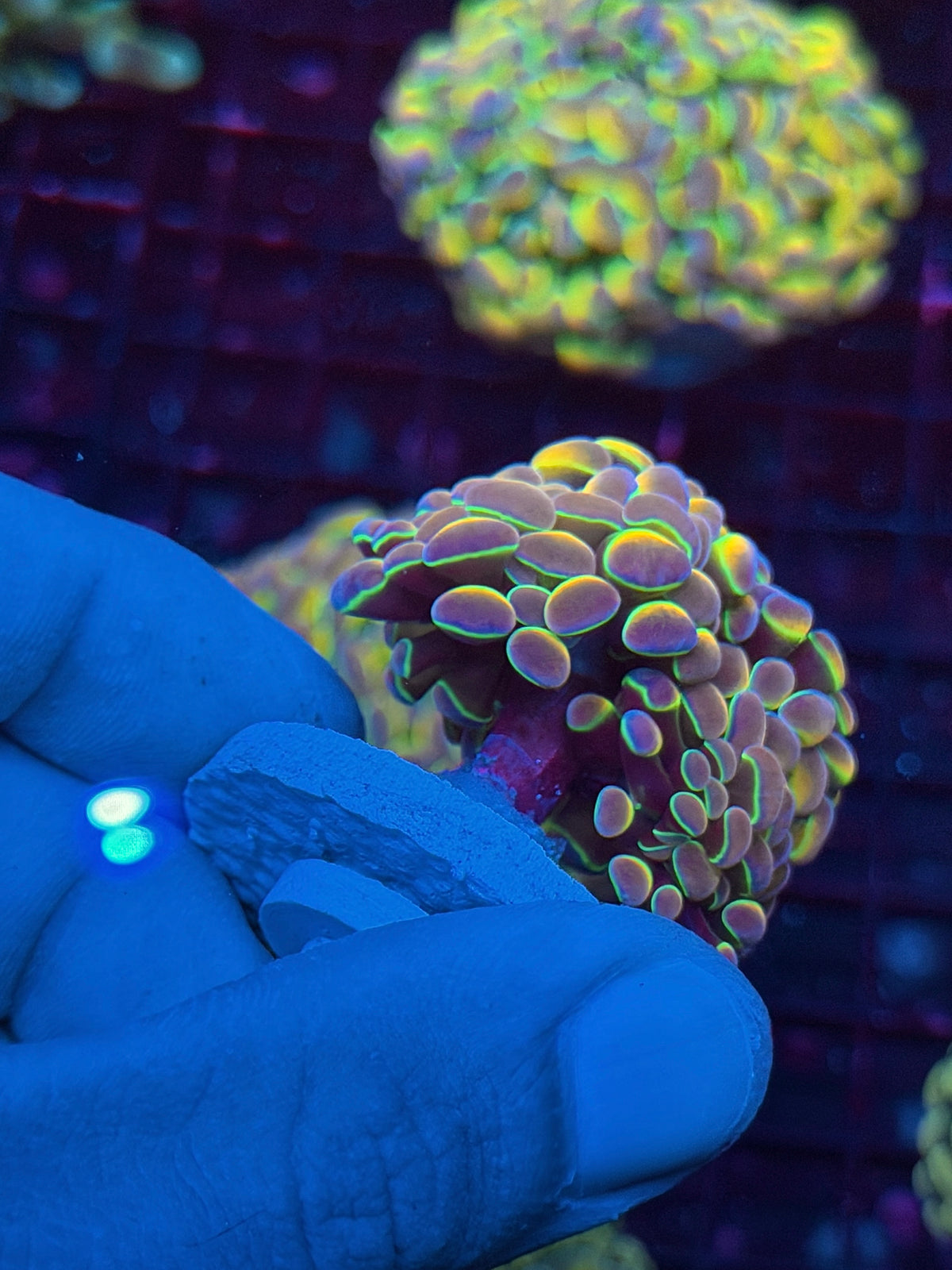 JEA Rainbow Dreams Hologram Hammer Coral Splitting to 2 Heads 10/21