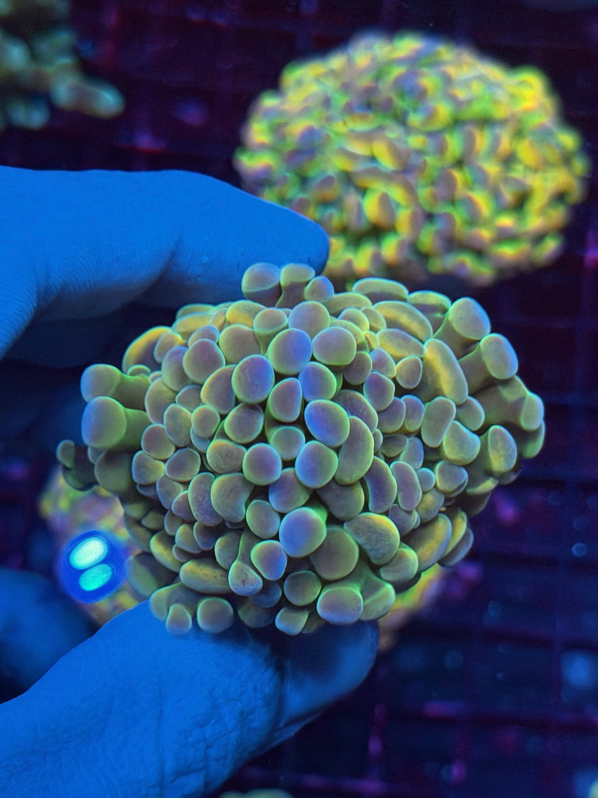 JEA Rainbow Fusion Hologram Hammer Coral 2 Heads Splitting 10/20