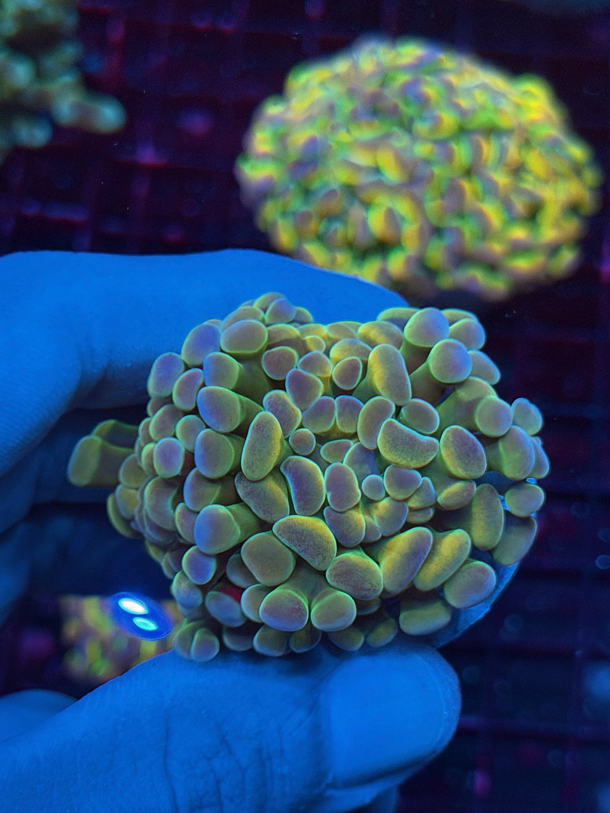 JEA Rainbow Fusion Hologram Hammer Coral 2 Heads Splitting 10/20
