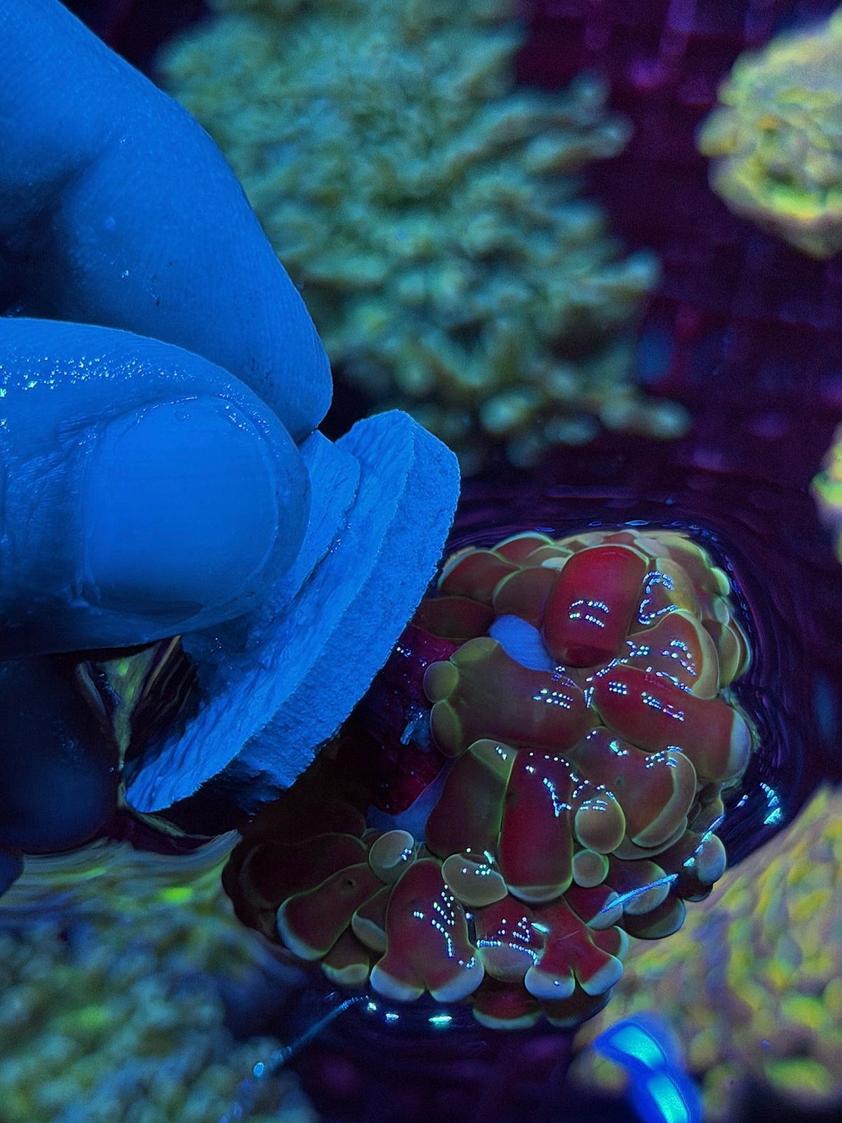 JEA Rainbow Fusion Hologram Hammer Coral 2 Heads Splitting 10/20