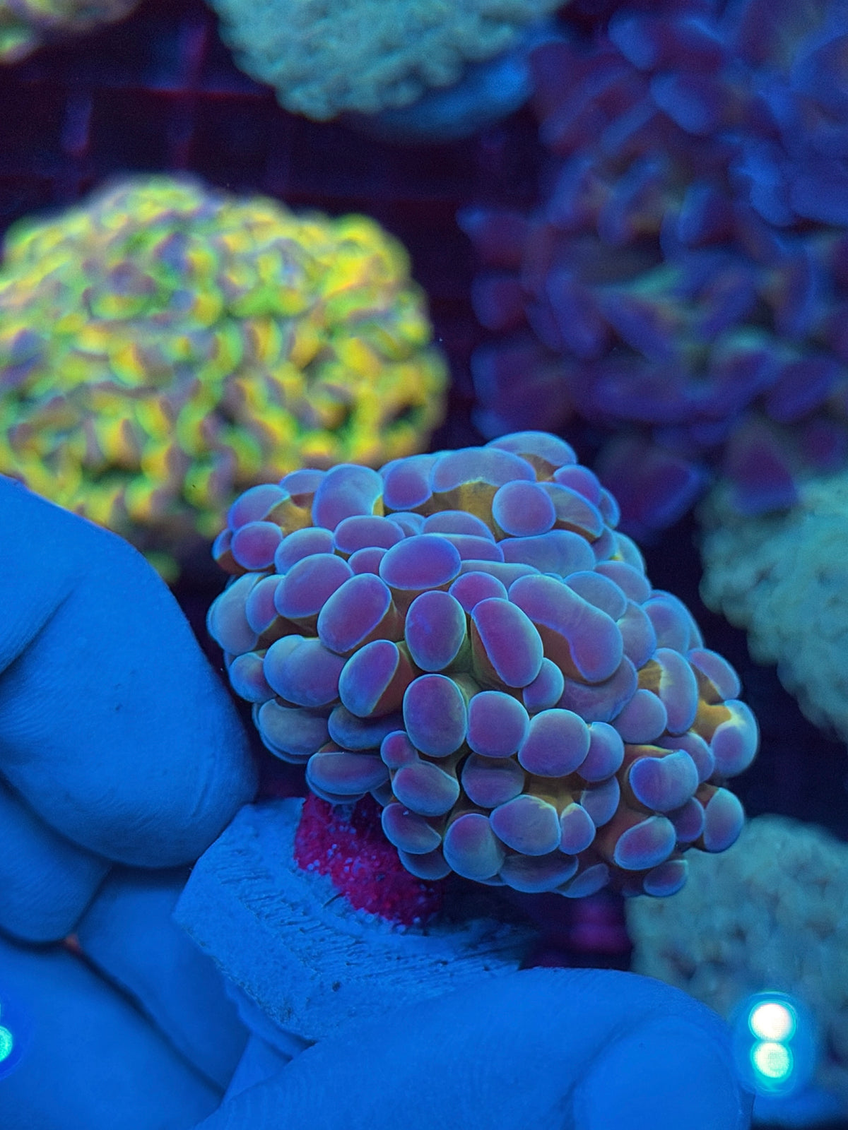 JEA Rainbow Blaster Hammer Coral 1 XL Head Splitting 10/21