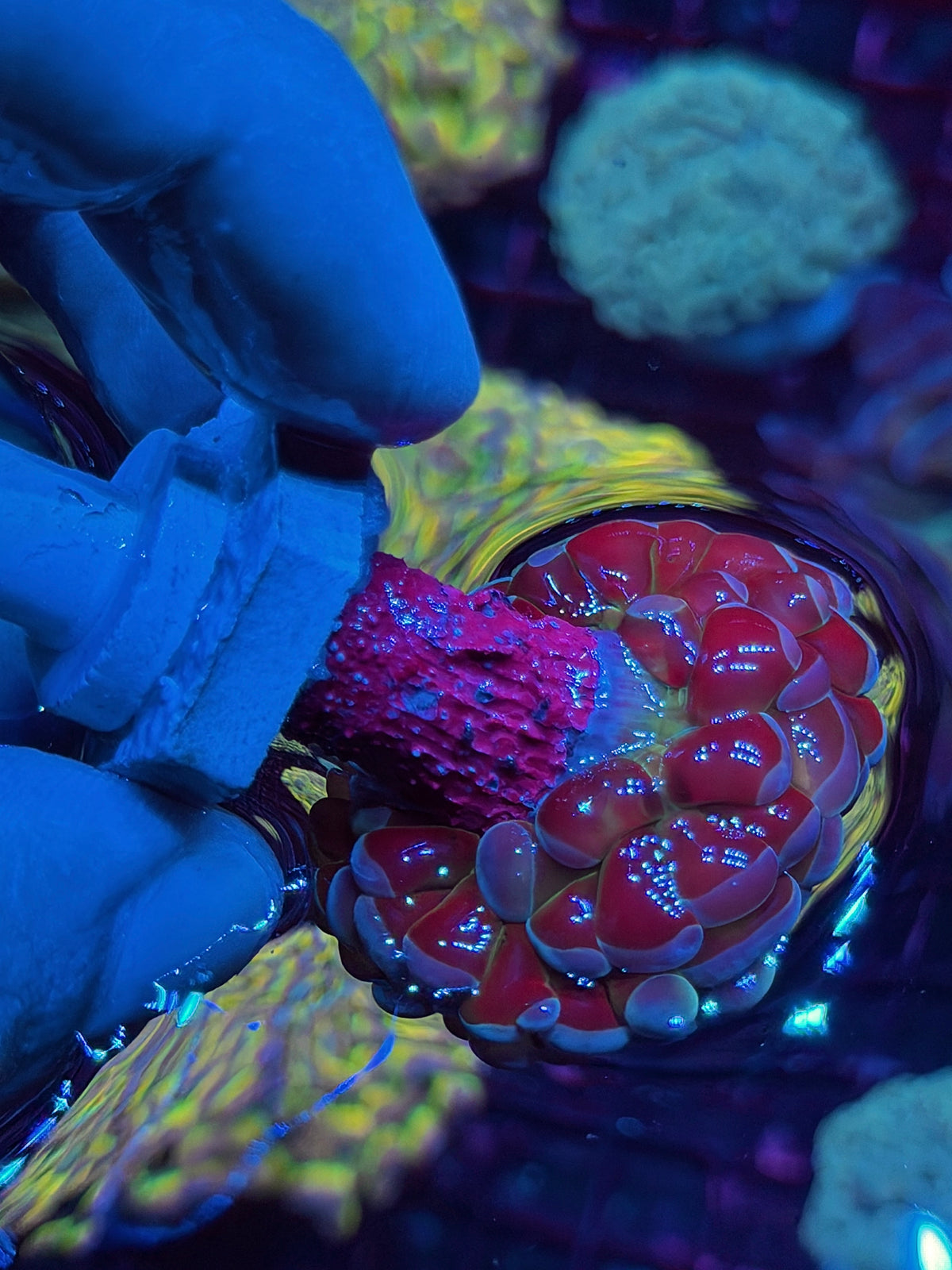 JEA Rainbow Blaster Hammer Coral 1 XL Head Splitting 10/21