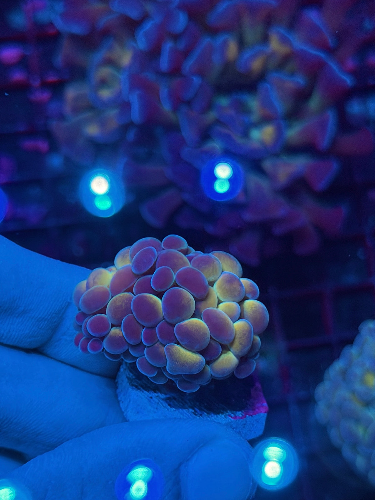 JEA Orange Holo Hammer Coral 1 XL Head Splitting 10/21