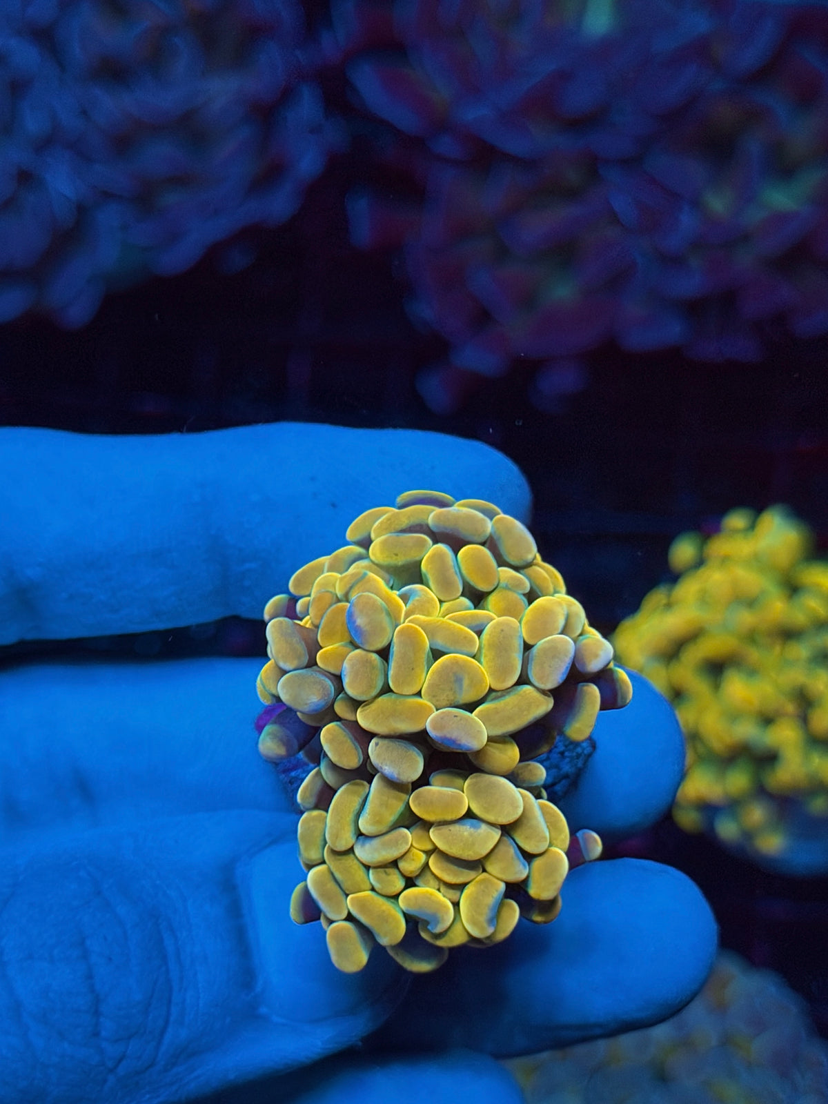 JEA Holy Grail Hammer Coral 2 heads XL 10/25
