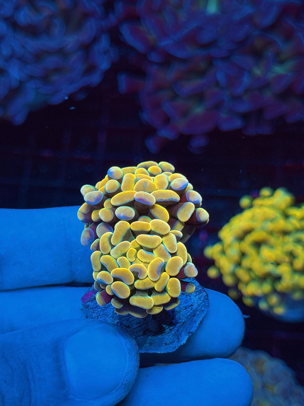 JEA Holy Grail Hammer Coral 2 heads XL 10/25