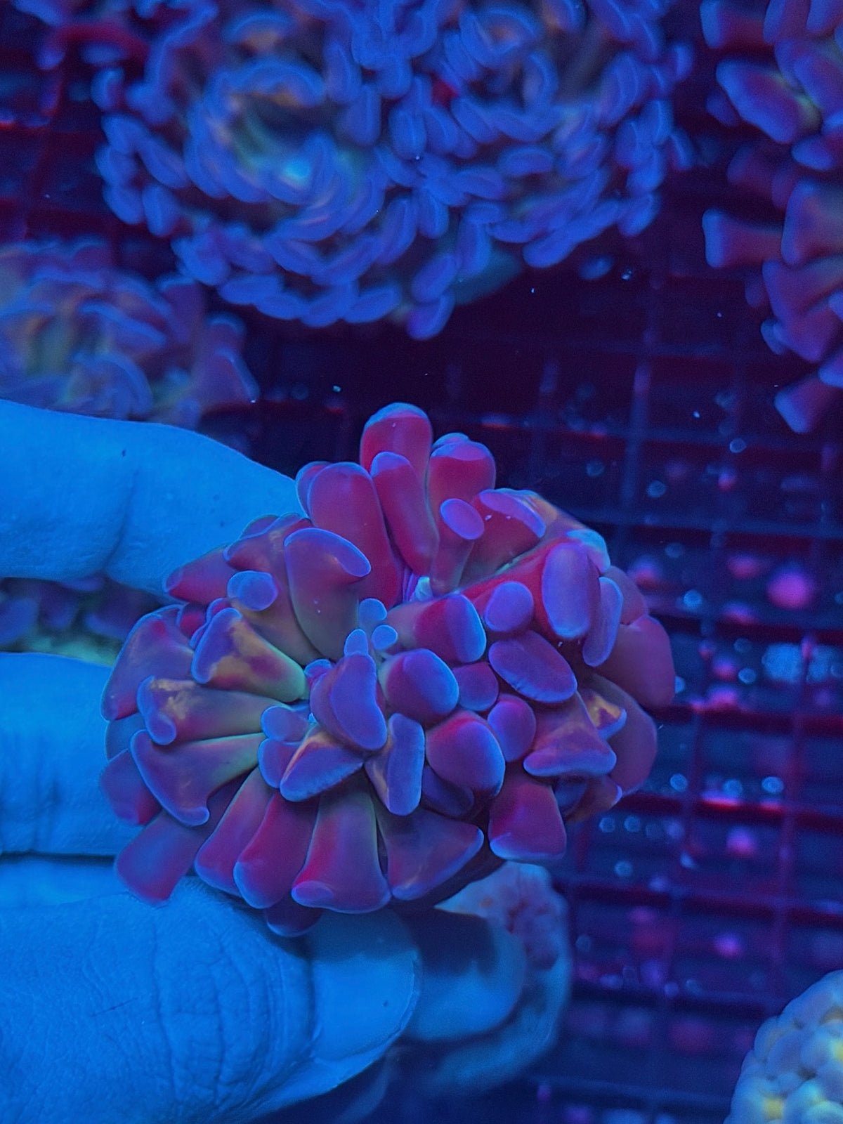 JEA Freakshow Hammer Coral 1 XL Head Splitting 10/24