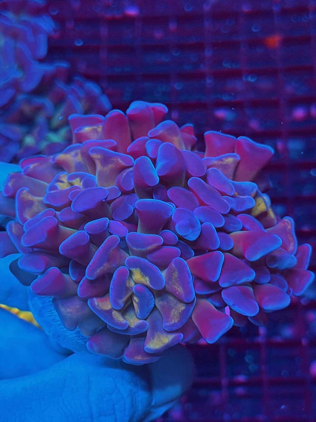 JEA Freakshow Hammer Coral 3 Heads XL 10/21