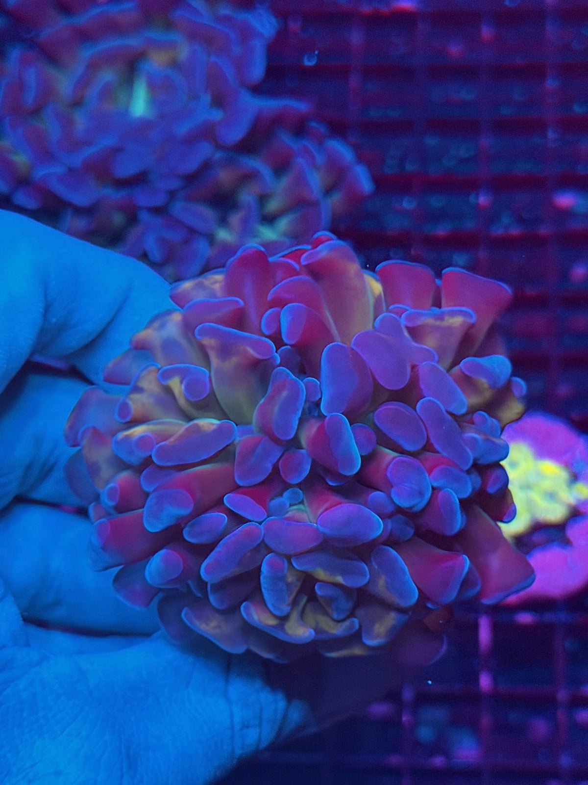 JEA Freakshow Hammer Coral 3 Heads XL 10/21