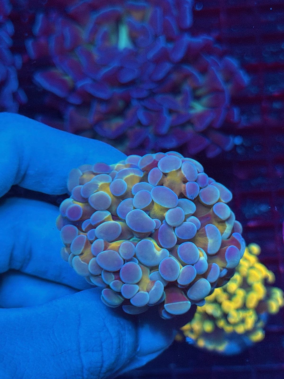 JEA 24K Hammer Coral 1 Head XL 10/25