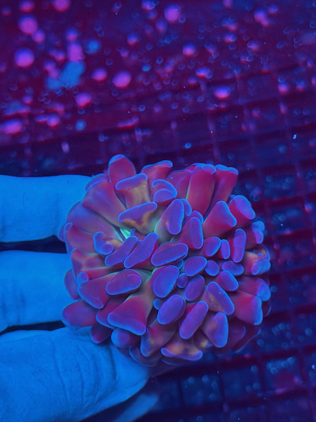 JEA Freakshow Hammer Coral 1 Head XL Splitting 10/21