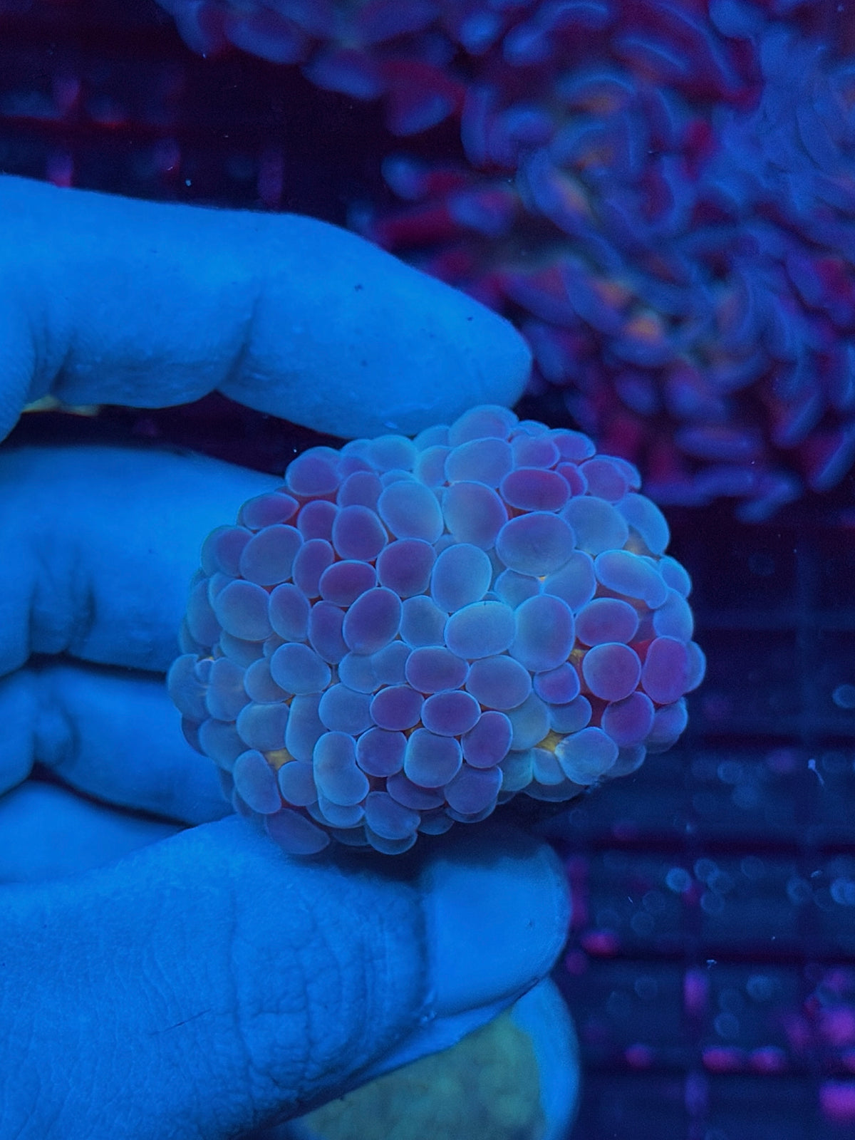 JEA Bubble Blaster Hammer Coral 1 Head XL Splitting 10/20