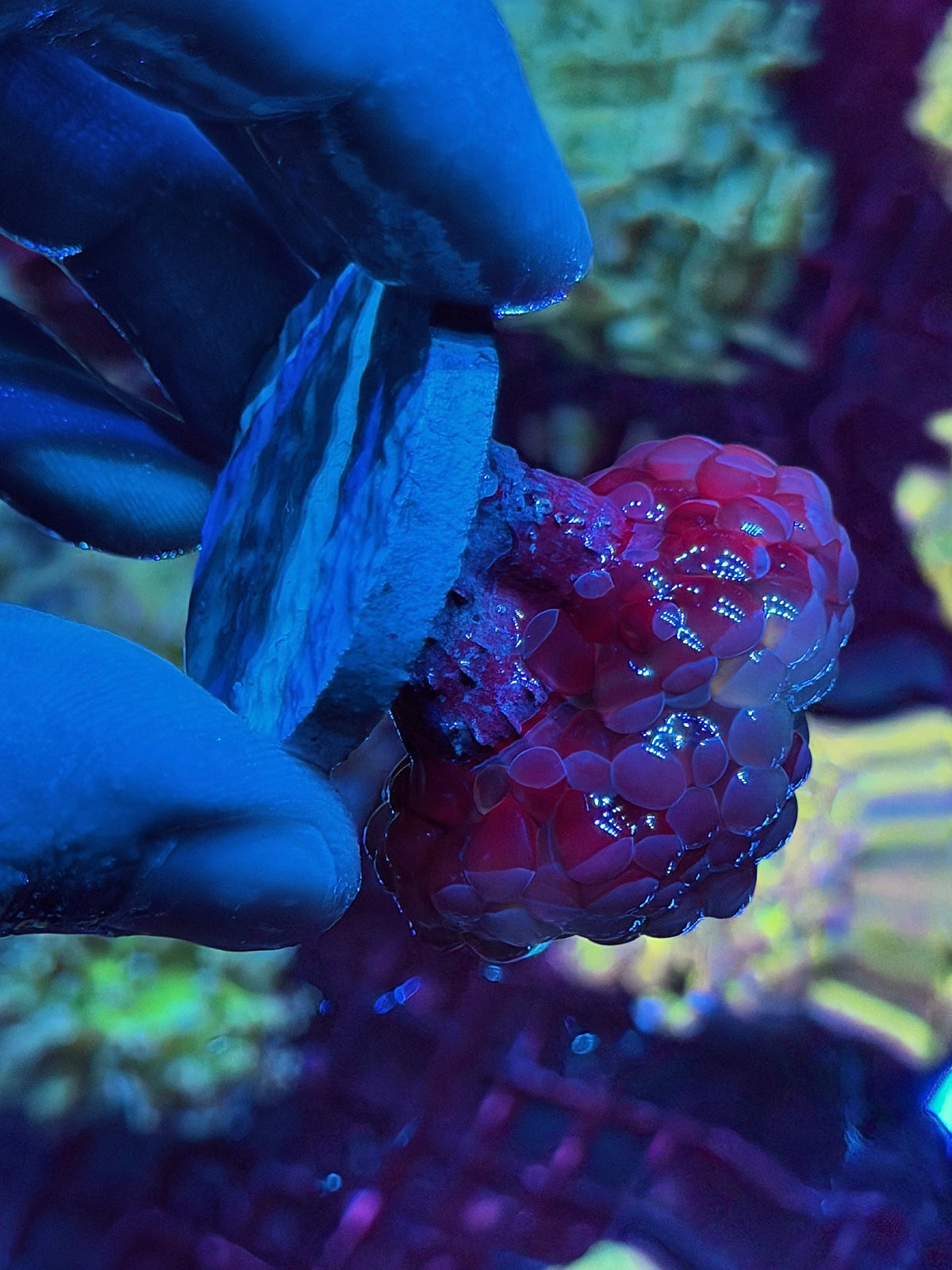 JEA Bubble Blaster Hammer Coral 1 Head XL Splitting 10/20