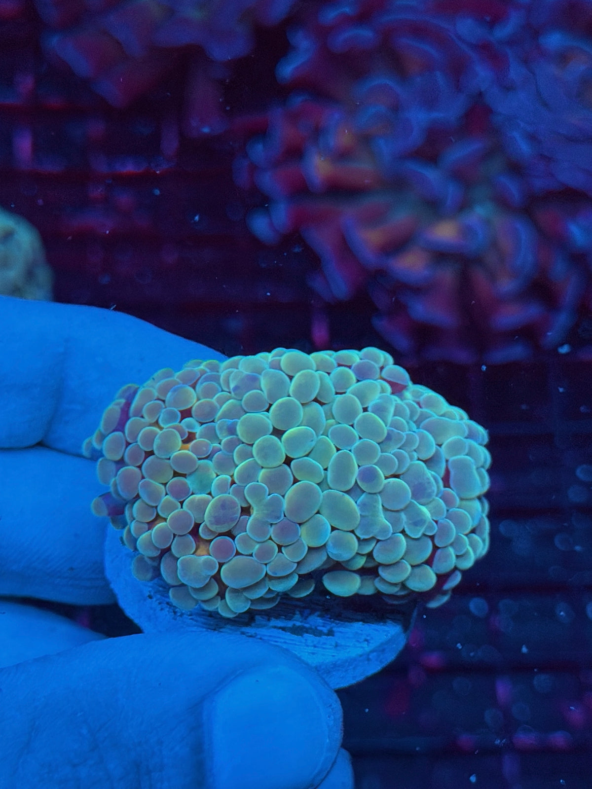JEA Kaleidoscope Hammer Coral 2 Heads Splitting 10/24