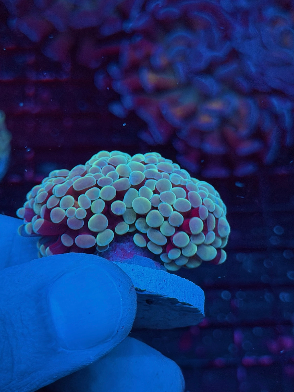 JEA Kaleidoscope Hammer Coral 2 Heads Splitting 10/24