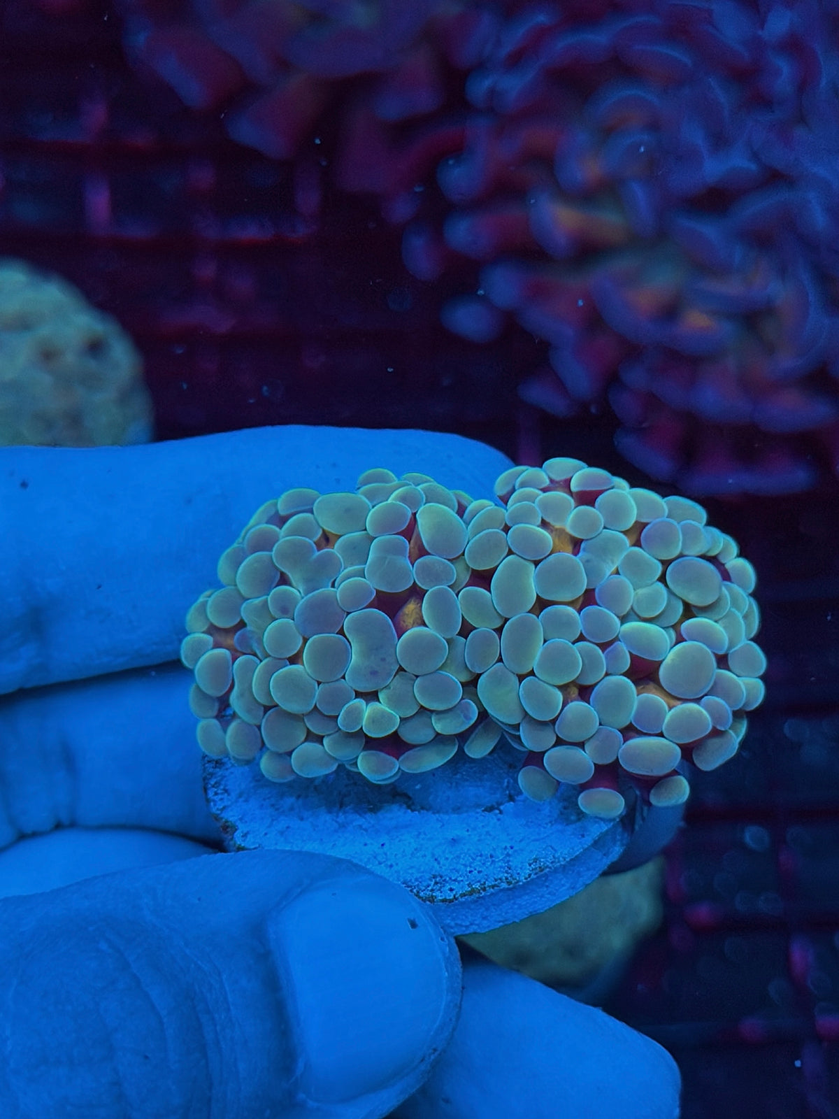 JEA Kaleidoscope Hammer Coral 2 heads XL 10/21