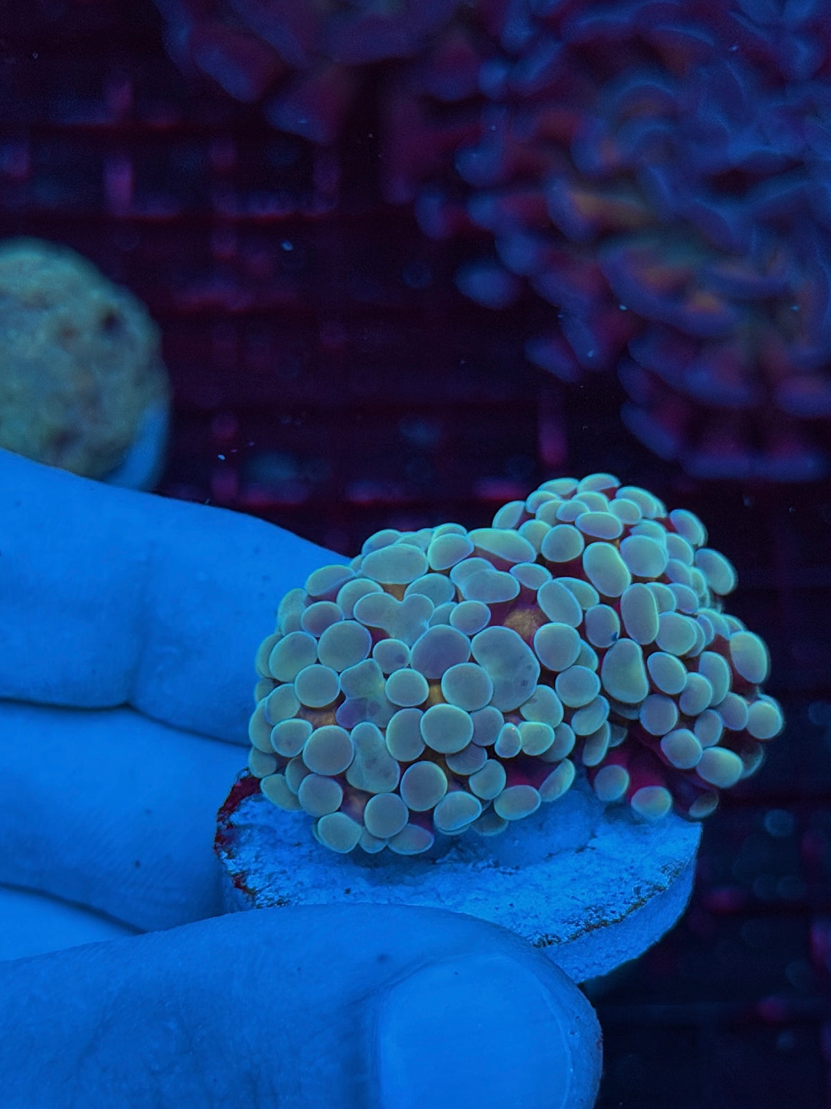 JEA Kaleidoscope Hammer Coral 2 heads XL 10/21