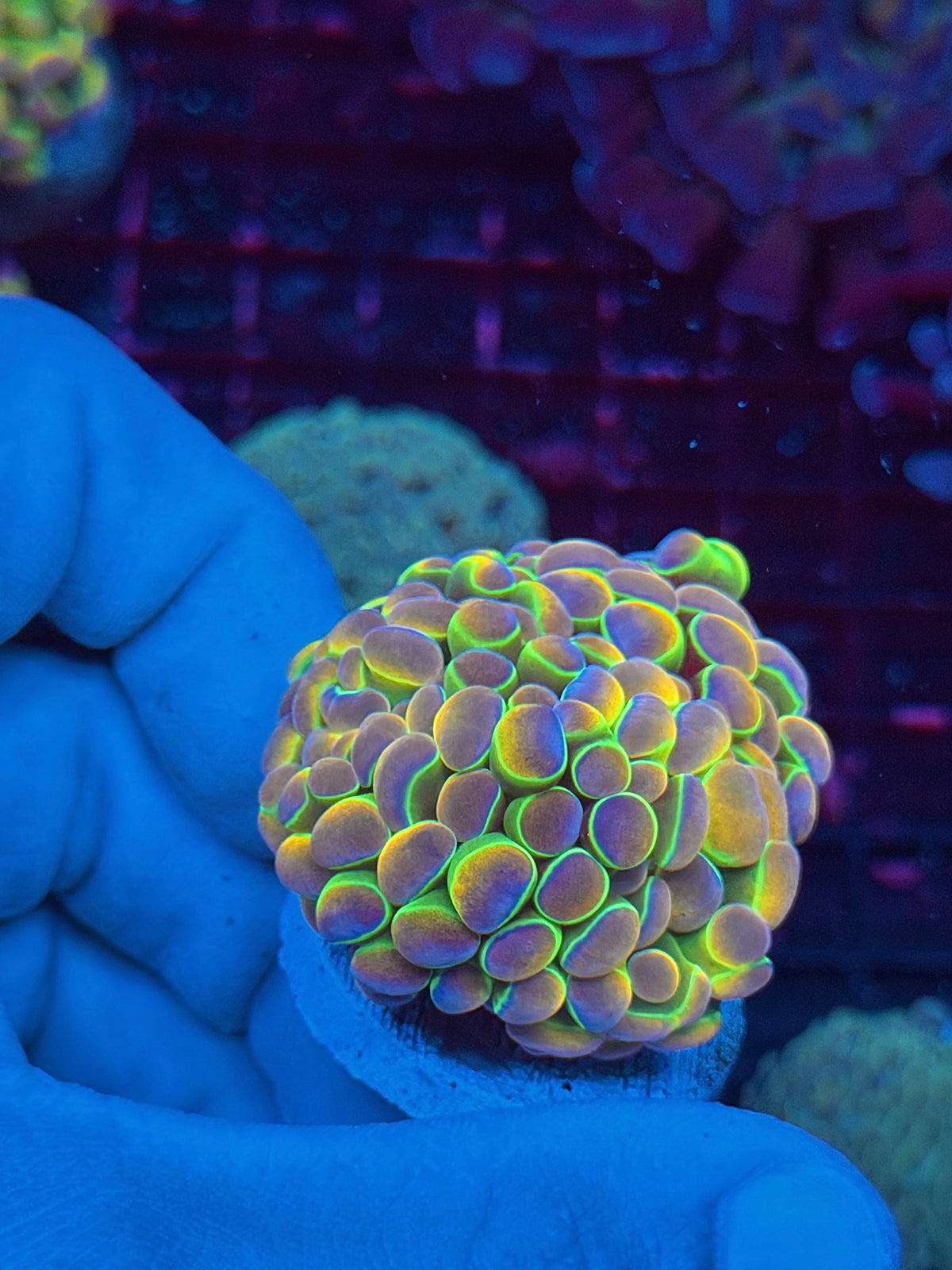 JEA Rainbow Dreams Hologram Hammer Coral 2 Heads Spltting to 3 10/25