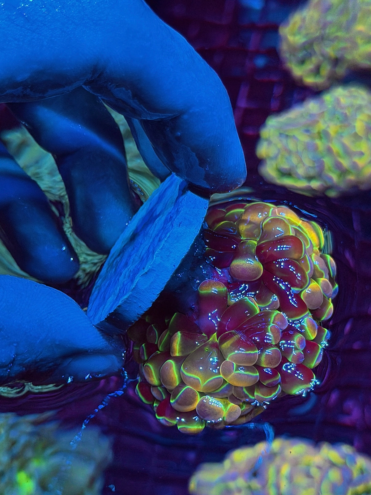 JEA Rainbow Dreams Hologram Hammer Coral 2 Heads Spltting to 3 10/25