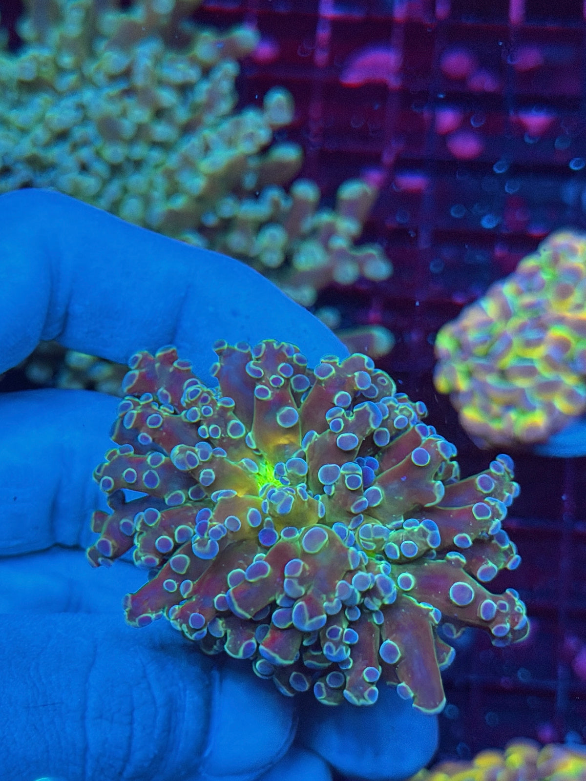 JEA Blue Magic Frogspawn Coral 1 XL Head Splitting 10/24