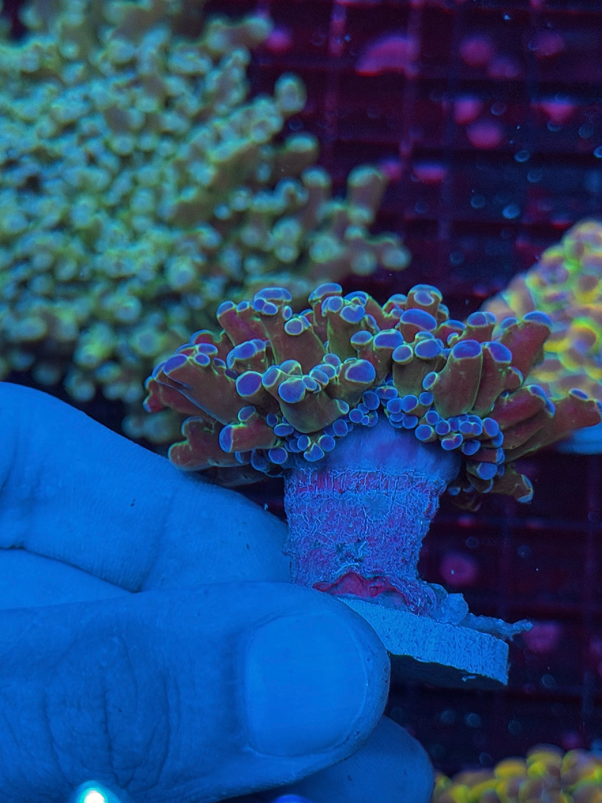 JEA Blue Magic Frogspawn Coral 1 XL Head Splitting 10/24