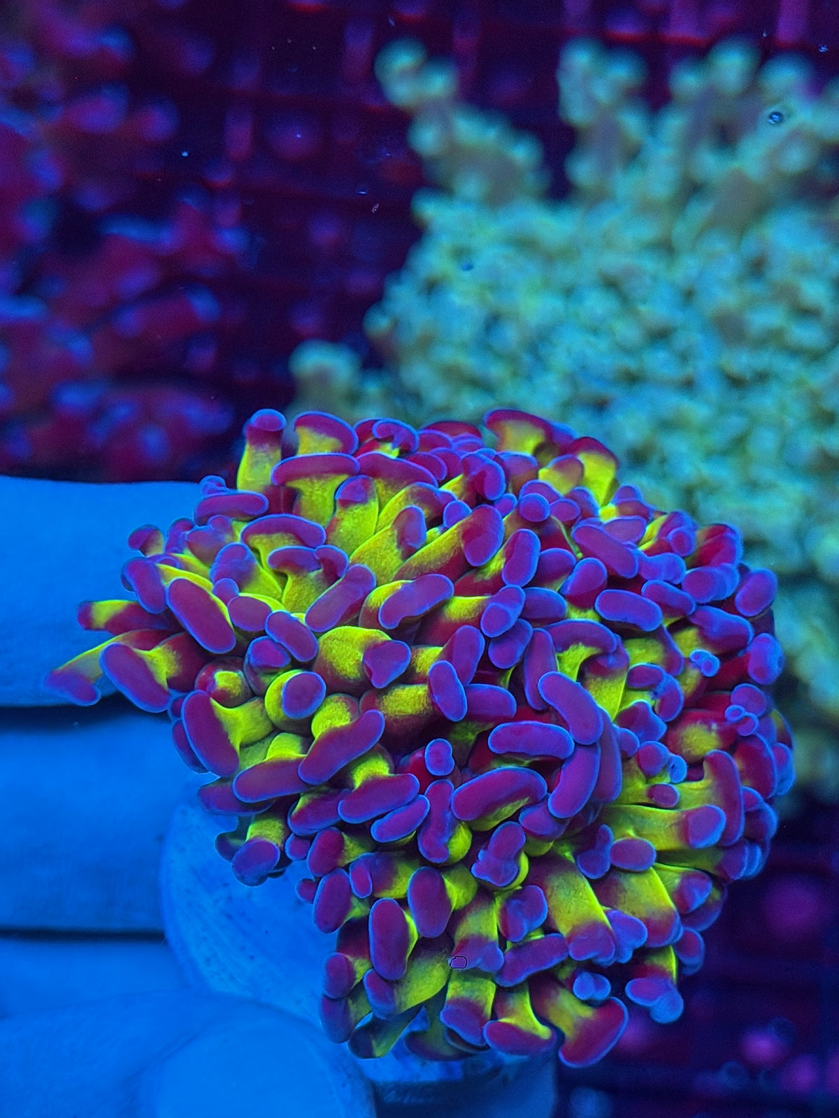 JEA Shaman Hammer Coral 4 Heads XL Aquacultured New Release 10/21