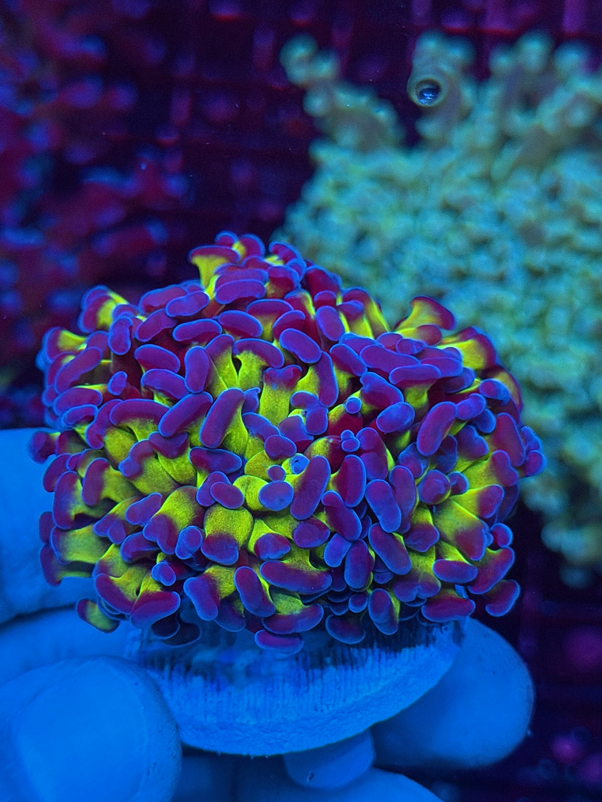 JEA Shaman Hammer Coral 4 Heads XL Aquacultured New Release 10/21