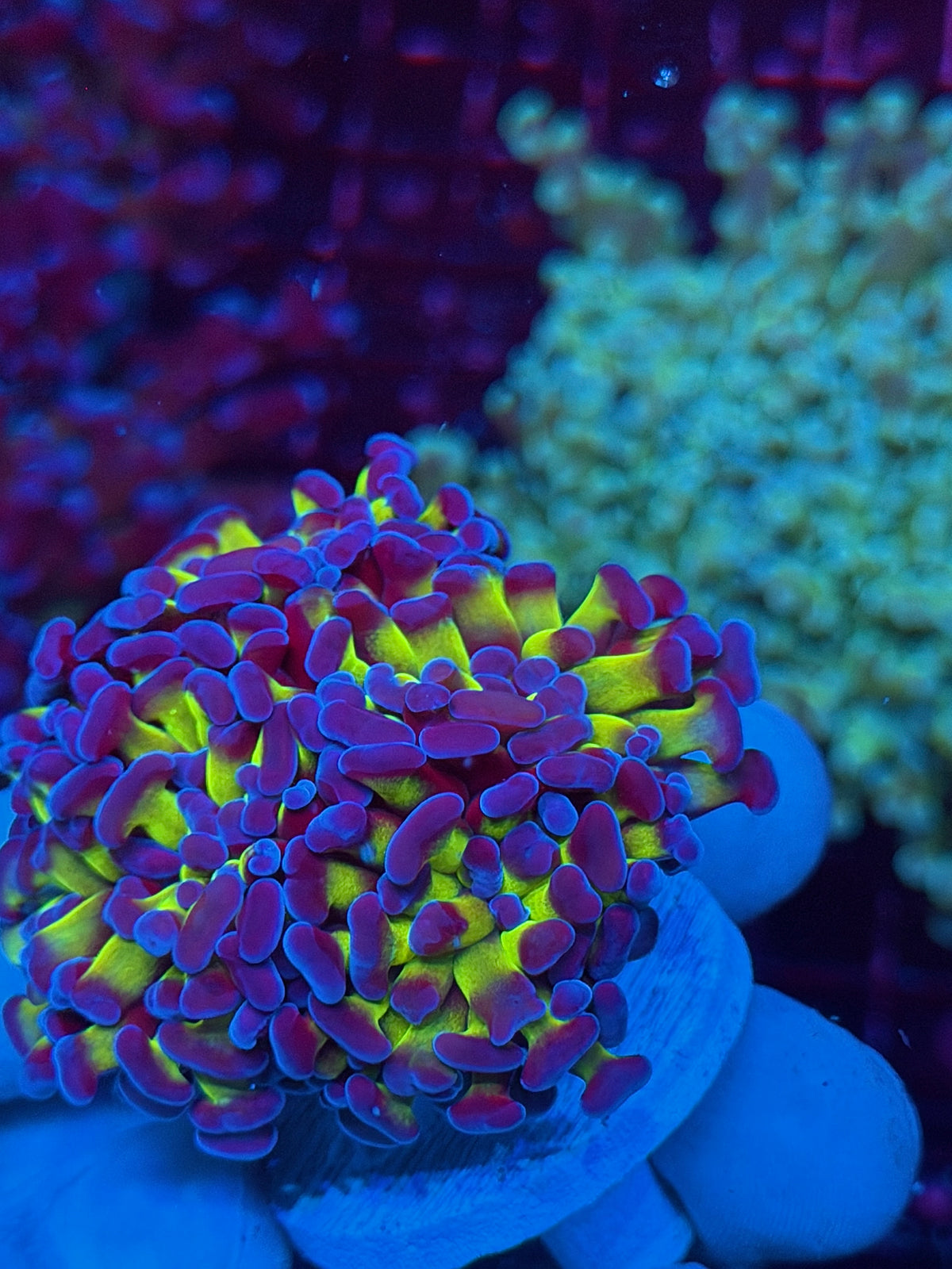 JEA Shaman Hammer Coral 4 Heads XL Aquacultured New Release 10/21