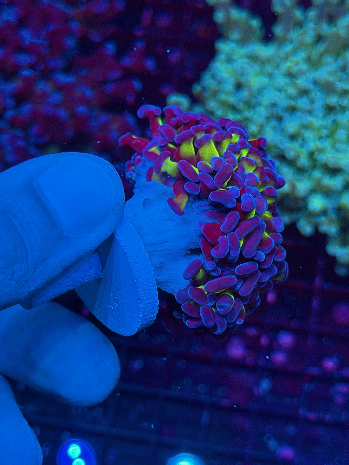 JEA Shaman Hammer Coral 4 Heads XL Aquacultured New Release 10/21