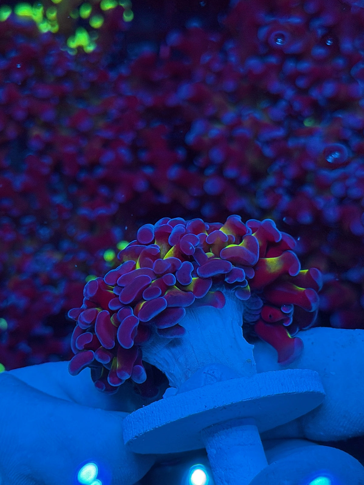 JEA Shaman Hammer Coral 2 Heads Splitting to XL New Release Aquacultured 10/24