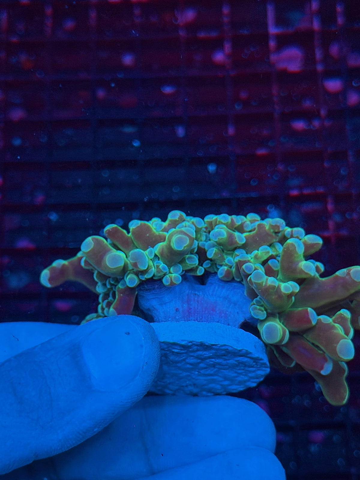 JEA Cloud 9 Frogspawn Coral 2 Heads XL 10/25
