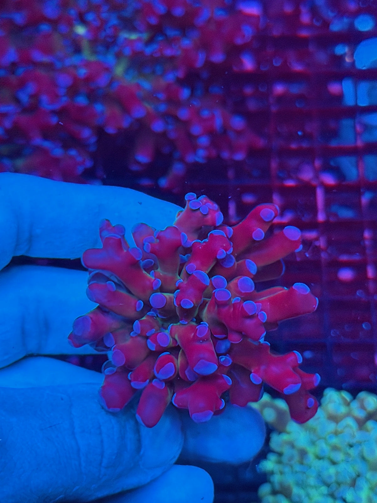 JEA Mardi Gras Frogspawn Coral 1 Head XL 10/24