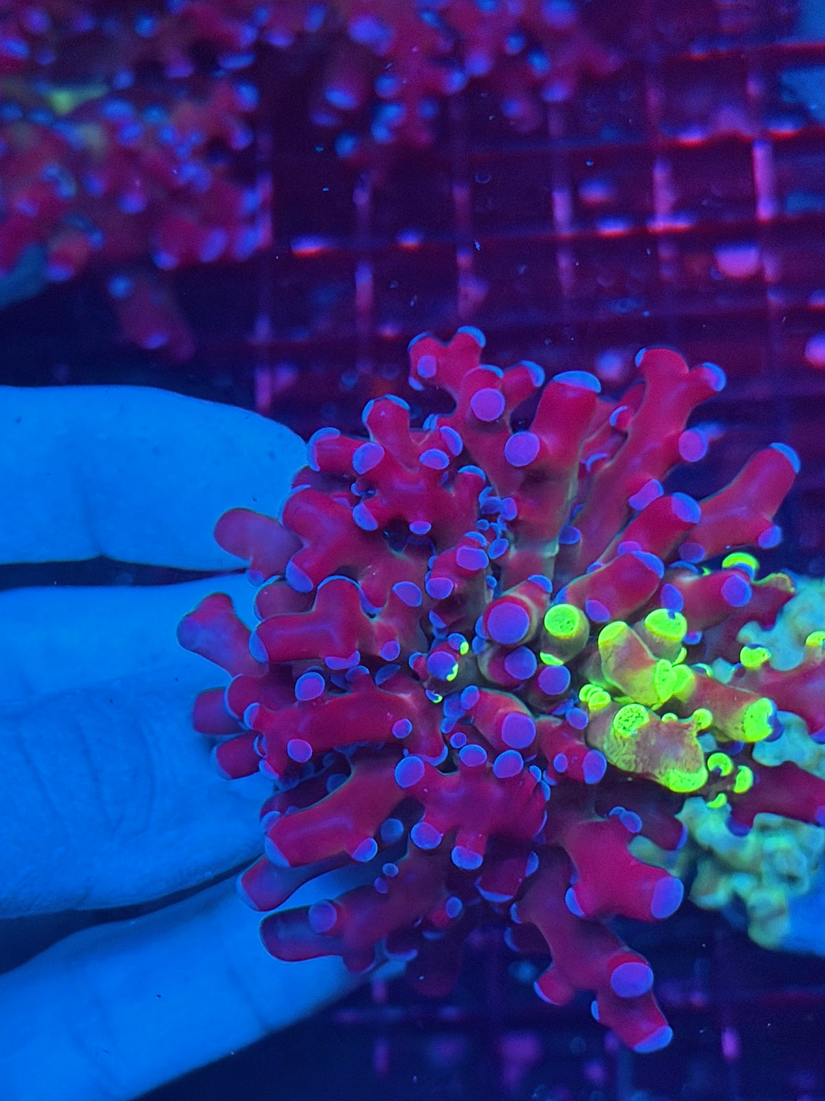 JEA Mardi Gras Grafted Frogspawn Coral 1 XL Head 10/21