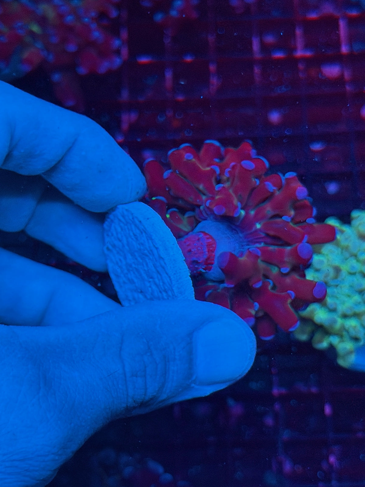 JEA Mardi Gras Grafted Frogspawn Coral 1 XL Head 10/21