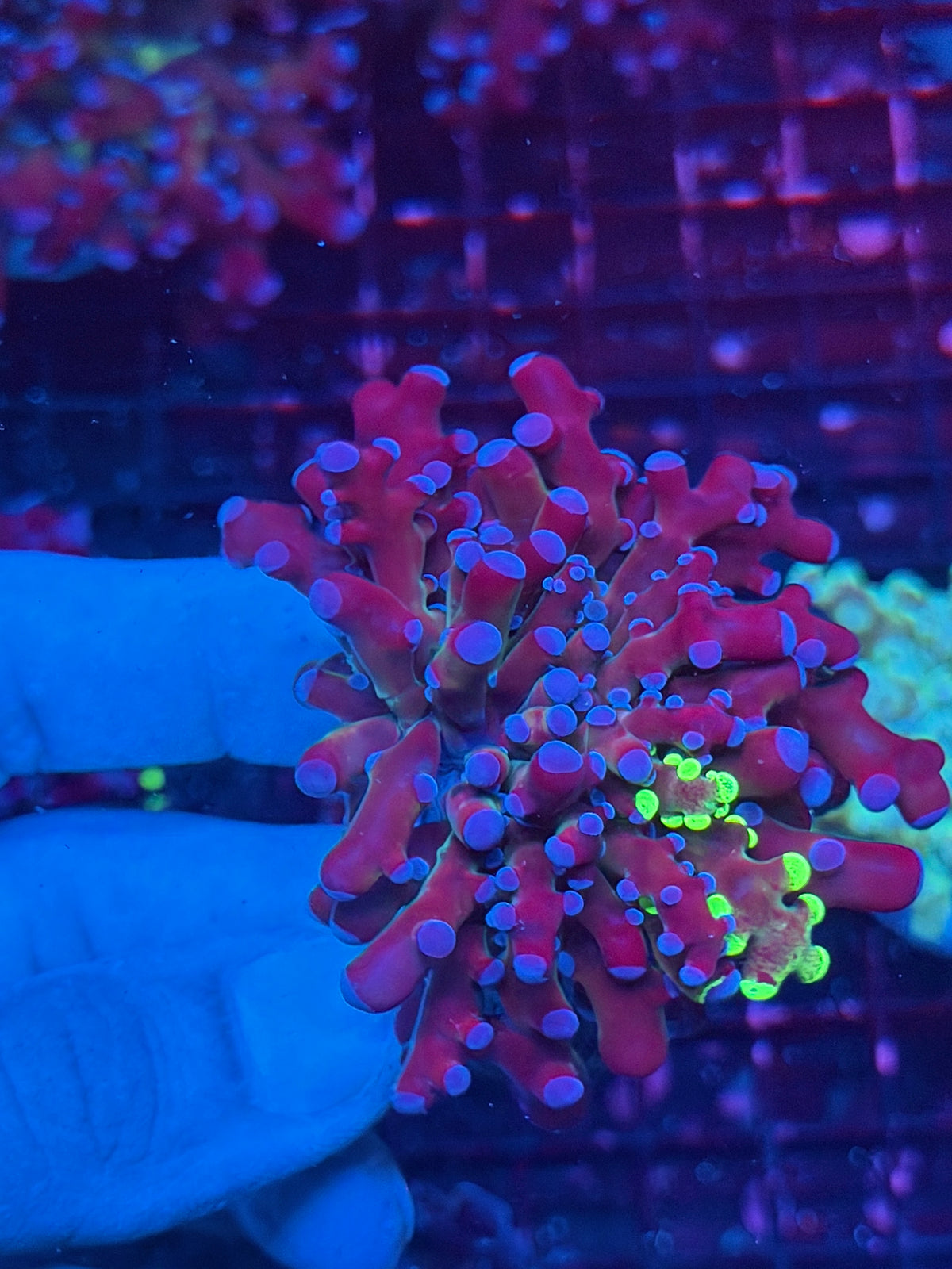 JEA Mardi Gras Grafted Frogspawn Coral 1 Head XL 10/20
