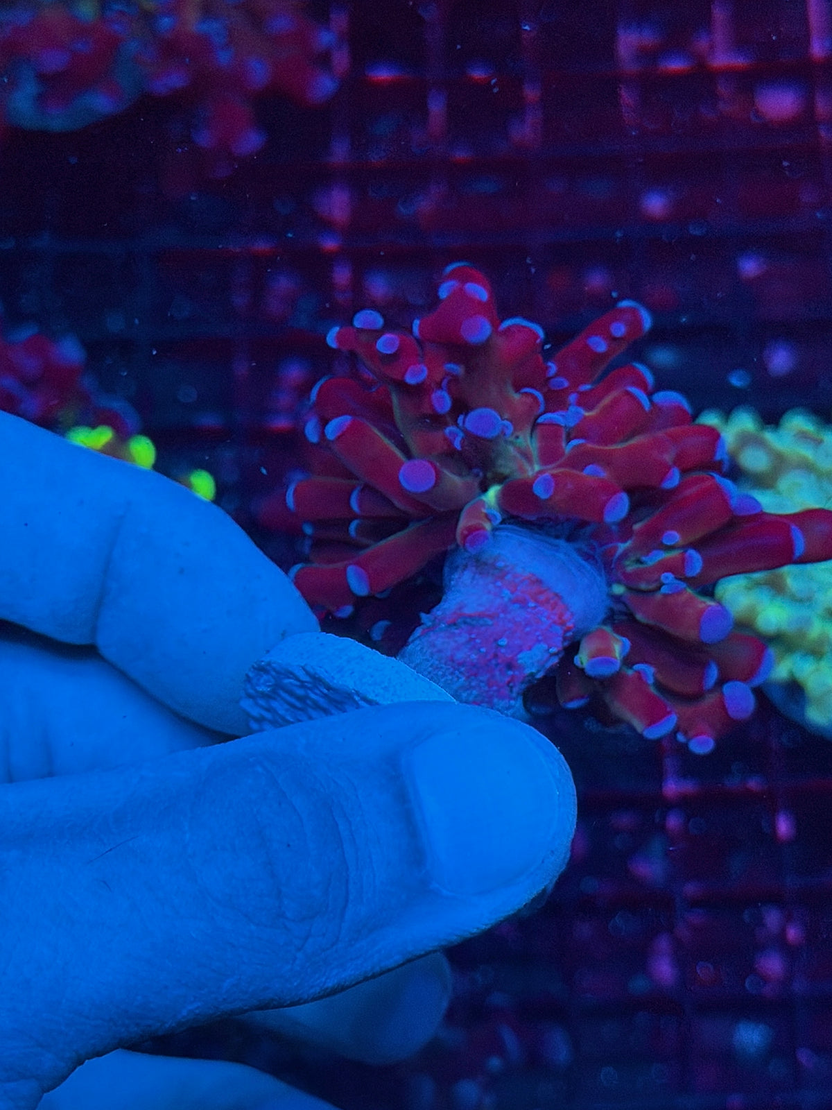 JEA Mardi Gras Grafted Frogspawn Coral 1 Head XL 10/20
